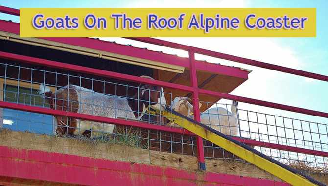 Goats On The Roof Alpine Coaster- So Exciting!
