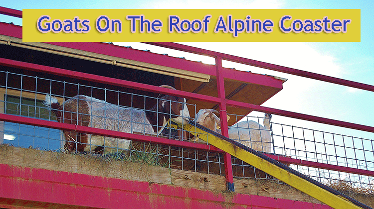 are-there-really-goats-on-the-roof-2