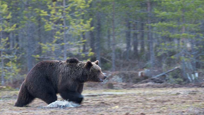 Is bear spray legal to use on humans