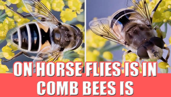 On Horse Flies Is In Comb Bees Is