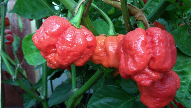 Scoville Heat Unit For A Different Kind Of Oleoresin Capsicum