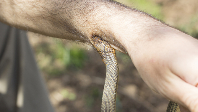 5 Survival Tips To Teat A Venomous Snakebite