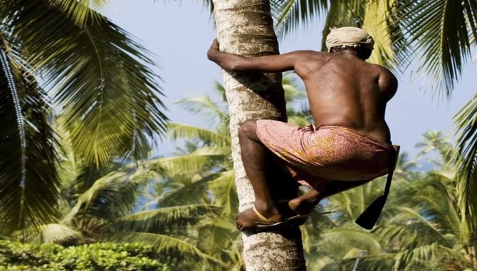 5 Easy Ways To Climb A Tree Without Spikes
