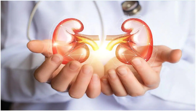 Why Are Kidney Safety Precautions Important
